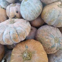 کویی محلی کیلویی 20تومن|خوردنی و آشامیدنی|بندر انزلی, چهارفریضه|دیوار