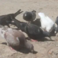 کفتر کبوتر