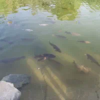 همخونه میخوام