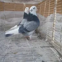 کفتر پرشی 100تا