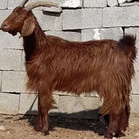 ۱عدد بز دوقلوزا با ۲عدد کهره