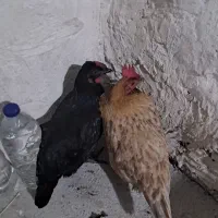 دوعددمرغ به فروش می‌رسد