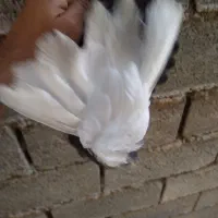 کبوتر رنگی