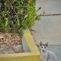 فروش گربه