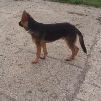 سگ ژرمن|سگ|اردبیل, |دیوار