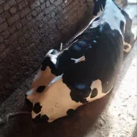 گاو کسل حال ودست پا شکسته