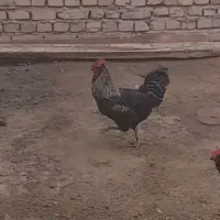 یک عدد خروس مرندی