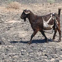 چبش چاق|حیوانات مزرعه|جلگه ماژان, |دیوار