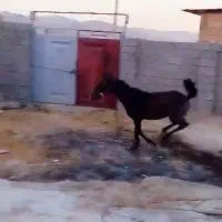 فروش کرره اسب ماده