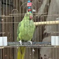 طوطی ملنگو سایز بزرگ|پرنده|ارومیه, |دیوار