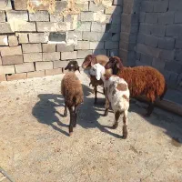بره نر ماده