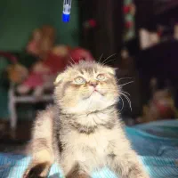 بچه گربه اسکاتیش فولد