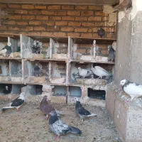 کفتر گمشده