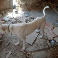 سگگ|سگ|آبپخش, |دیوار