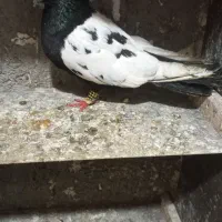 ی کفتر نر سینه دم سیاه نر غریب گیری