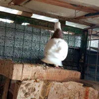 کبوتر طوقی|پرنده|گله دار, |دیوار