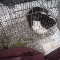 فروش خرگوش|موش و خرگوش|شیراز, فرودگاه شهید دستغیب شیراز|دیوار