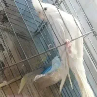 عروس هلندی آلبینوماده گمشده