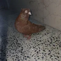 یجفت ماده ابادانی|پرنده|شهرکرد, |دیوار