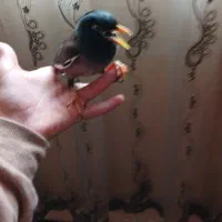 مینا نر یک ساله