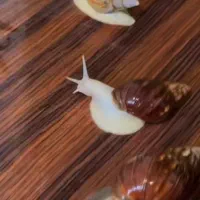 حلزون زنده جهت حلزون تراپی|خزنده|کرمان, |دیوار