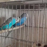 مرغ عشق|پرنده|رشت, معلولین|دیوار