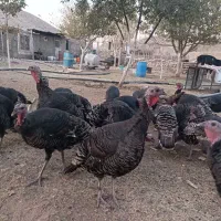 بوقلمون نر و ماده|حیوانات مزرعه|جاجرود, |دیوار