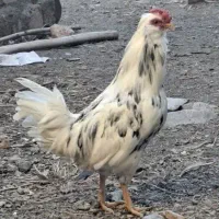 خروس گلین ایخام