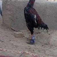 جوجه خروس لاری دو رگ|حیوانات مزرعه|چابهار, |دیوار