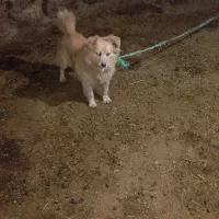 سگ خونه|سگ|ماکو, |دیوار