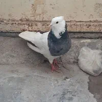 کبوتر طوقی ماده