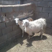 تعداد4عدد بز واسه پروار وداشتی2تای سفید350 سیاه330