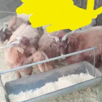 دوتا چپش دوتا گوسفند ماده دونه ای ۱۲تومن