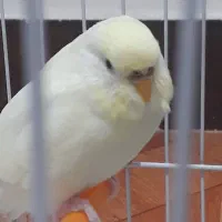 مرغ عشق ماده باقفس