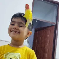 کوتوله|پرنده|مشهد, محمدآباد|دیوار