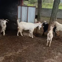 بز سانن دورگ|حیوانات مزرعه|املش, |دیوار