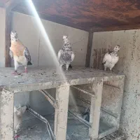 کبوتر گرفتنی پرشی