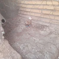 کفتر