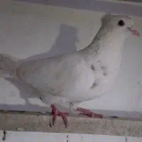 کبوتر نر معاوظم دارم