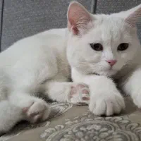 گربه بریتیش نر۴ ماهه با تمام وسایل|گربه|ری, دولتآباد|دیوار