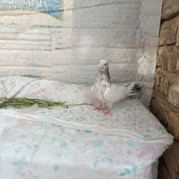 کفتر بهبهونی سینه  درجه یک|پرنده|شیراز, سعیدیه جنوبی|دیوار
