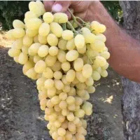 انگور فخری و کشمش