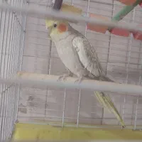 عروس هلندی نر