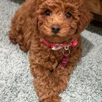 فروش توله توی پودل اصیل رنگ رد|سگ|تهران, ونک|دیوار