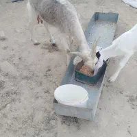 بز ماده با بزغاله|حیوانات مزرعه|رامشیر, |دیوار