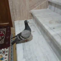 کبوتر ساده سنگی و یک عدد سبز آلمانی|پرنده|مینودشت, |دیوار