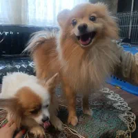 ۳ عدد سگ پامر  روباهی