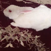 خرگوش