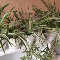 گندمی|گل مصنوعی|کرج, گوهردشت|دیوار