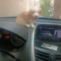 توله سگ اشپیتز. سگ آپارتمانی|سگ|آبادان, |دیوار